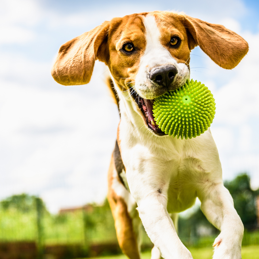 dog beagle fetch dog park-1